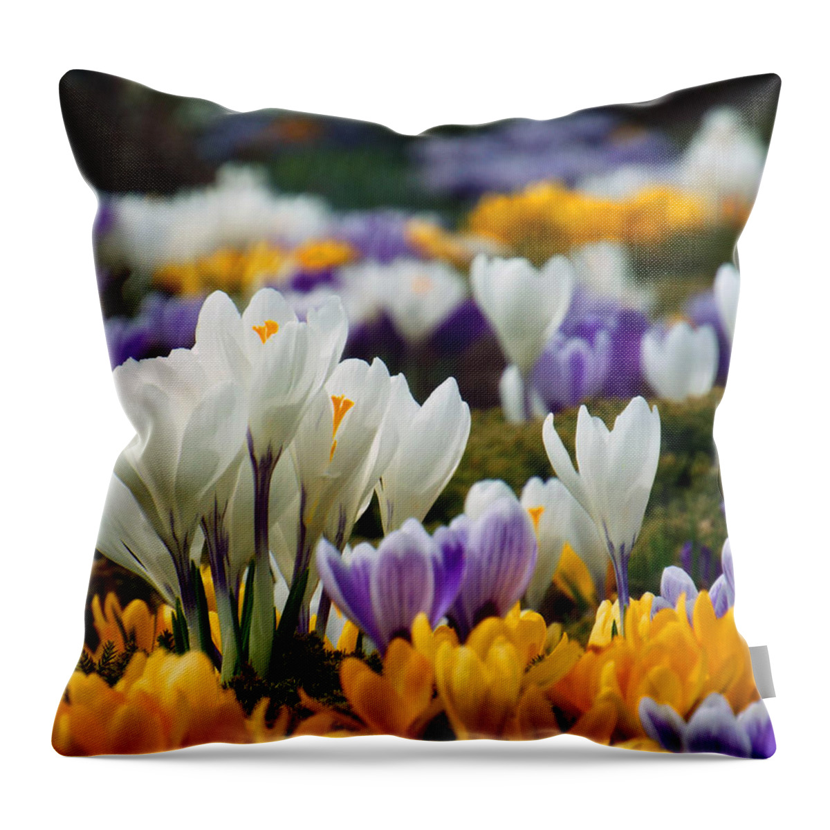 Brewster Throw Pillow featuring the photograph Spring Crocus by Dianne Cowen Cape Cod Photography