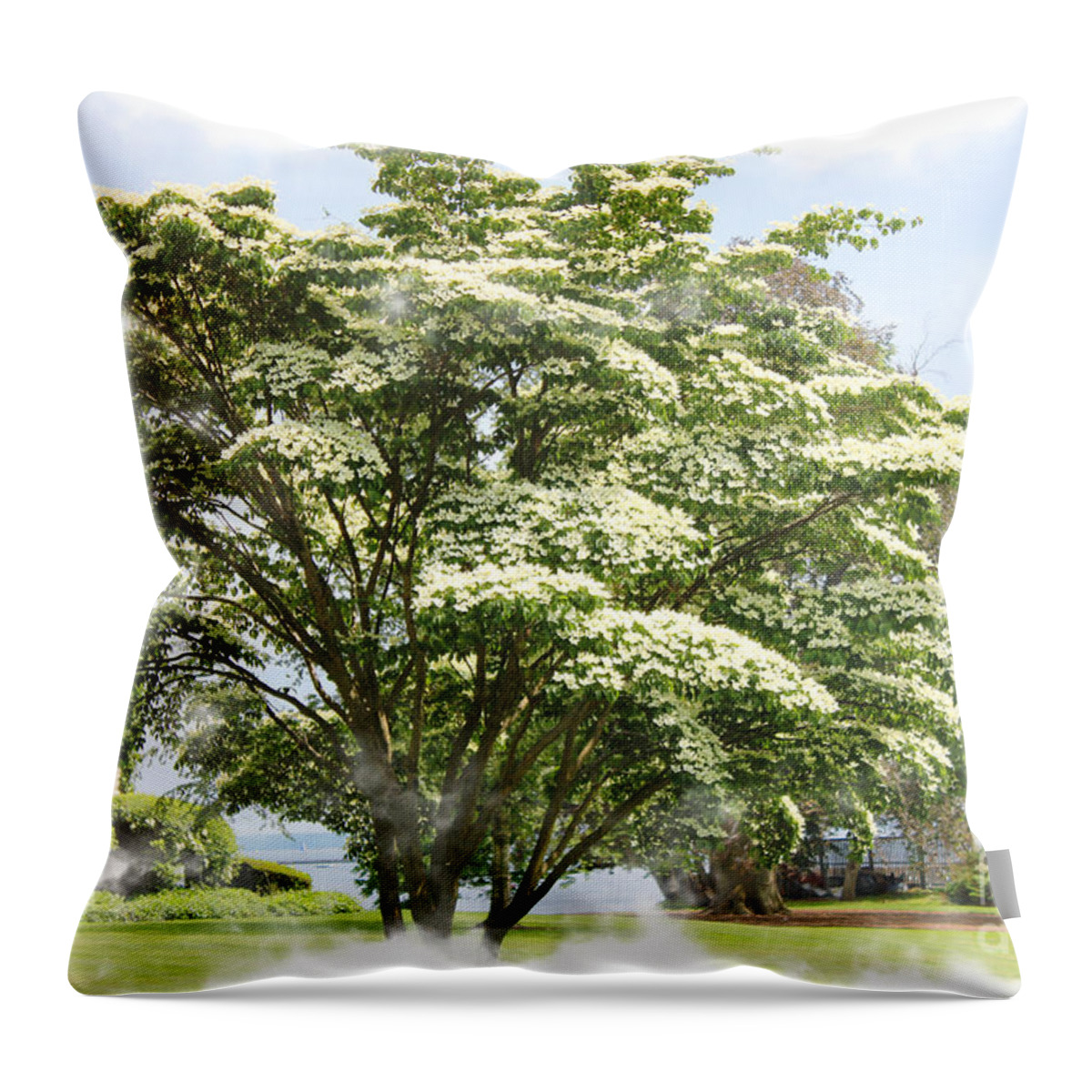 Dogwood Tree Throw Pillow featuring the photograph Spring In the AIr by Judy Palkimas