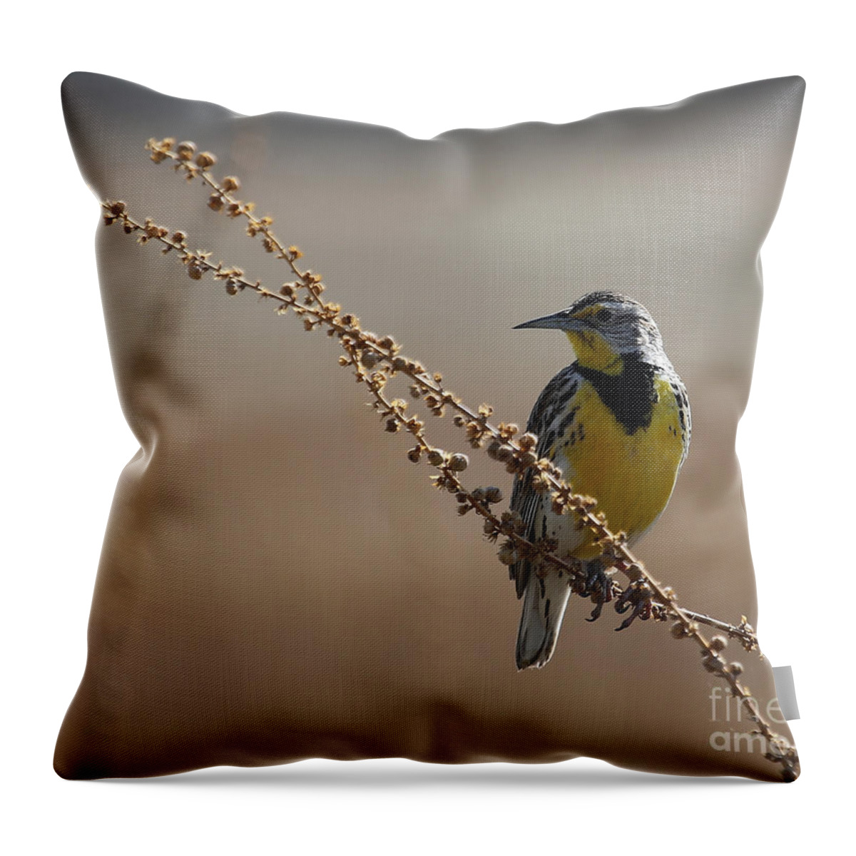 Meadowlark Throw Pillow featuring the photograph Spring Meadowlark by Marty Fancy