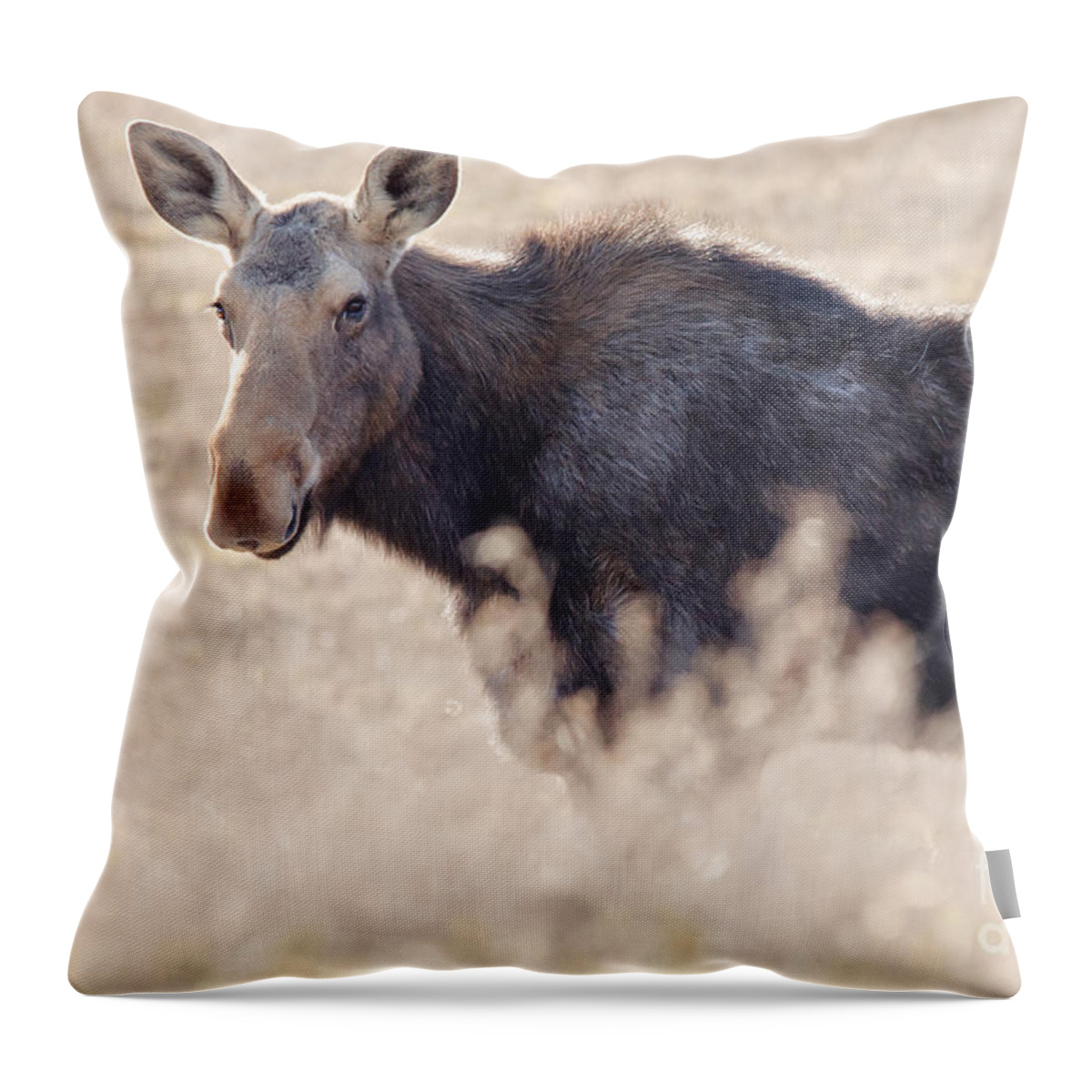  Throw Pillow featuring the photograph Spring Moose by Cheryl Baxter