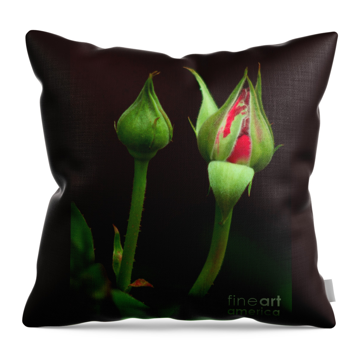 Rose Throw Pillow featuring the photograph Spring Rose Bud by Ron Roberts