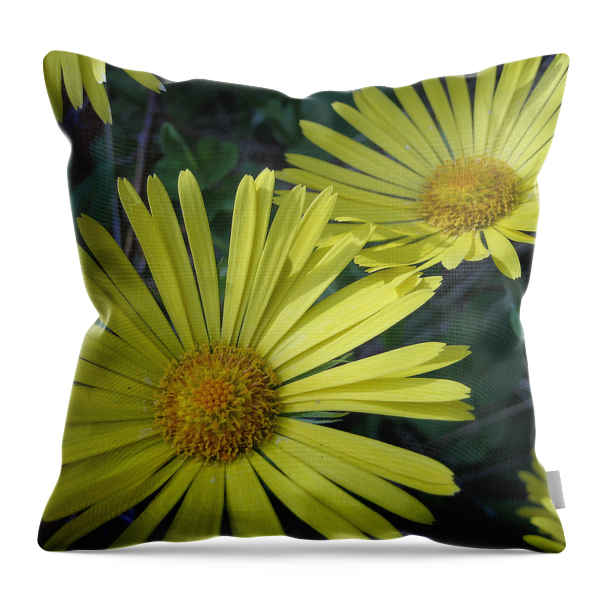 Daisies Throw Pillow featuring the photograph Spring Yellow by Cheryl Hoyle