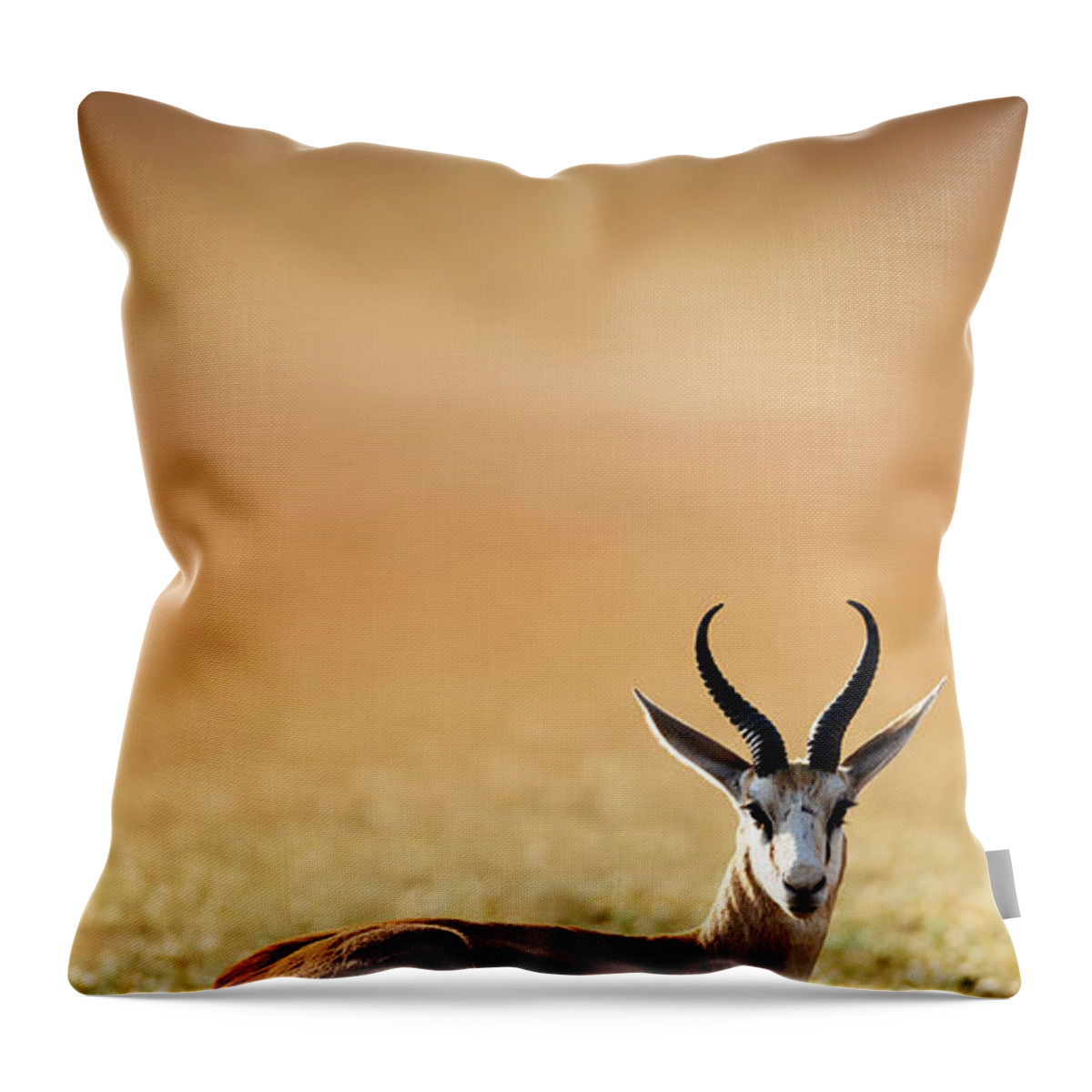 Springbok Throw Pillow featuring the photograph Springbok resting on green desert grass by Johan Swanepoel
