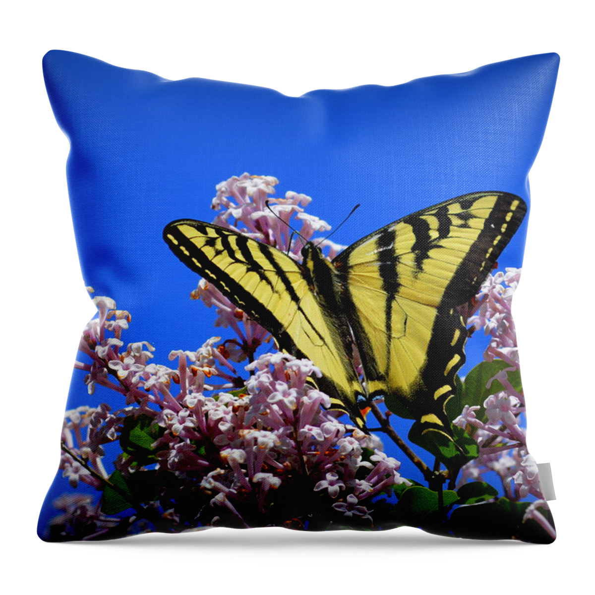 Butterfly Throw Pillow featuring the photograph Springtime Beauty by Lori Seaman