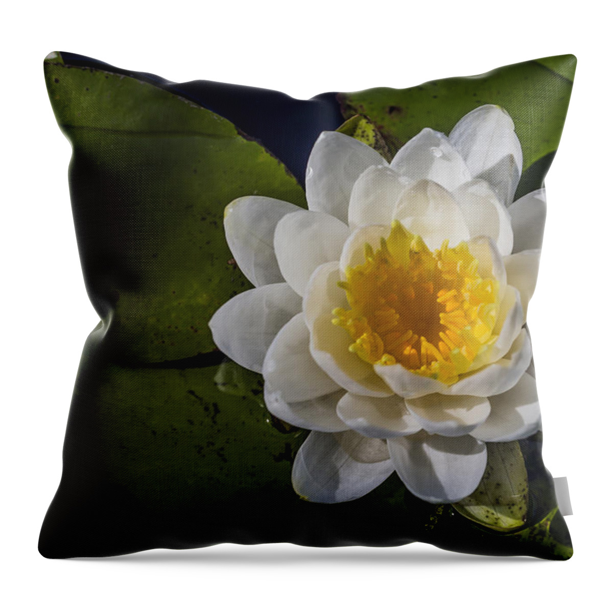 Andrew Pacheco Throw Pillow featuring the photograph Springtime In the Swamp by Andrew Pacheco