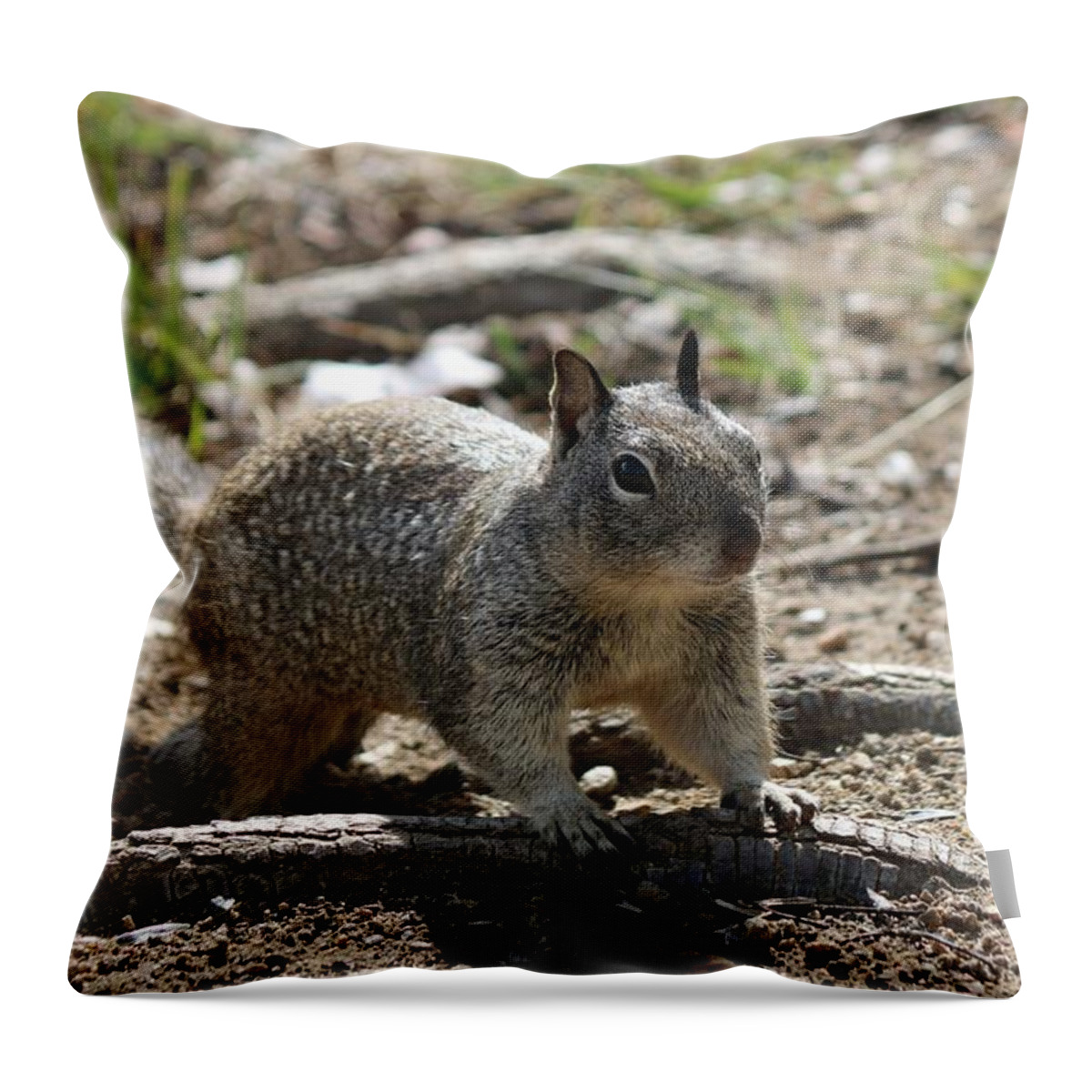 Ground Throw Pillow featuring the photograph Squirrel Play by Christy Pooschke