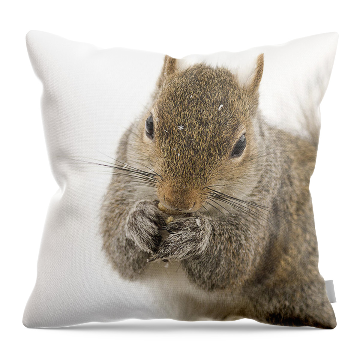 Squirrel Throw Pillow featuring the photograph Squirrel Portrait by Marty Maynard