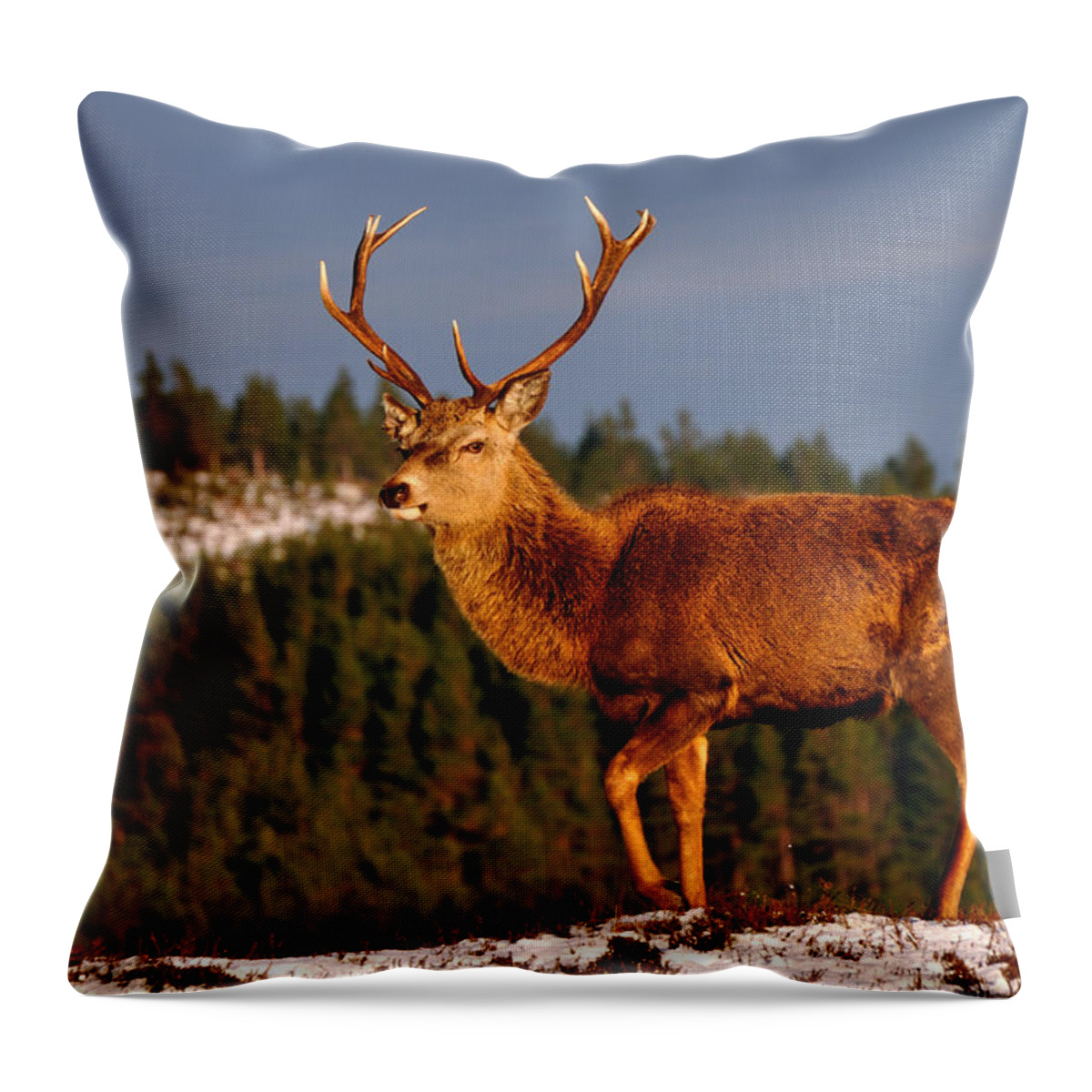 Stag In Snow Throw Pillow featuring the photograph Stag in the Winter Sun by Gavin Macrae