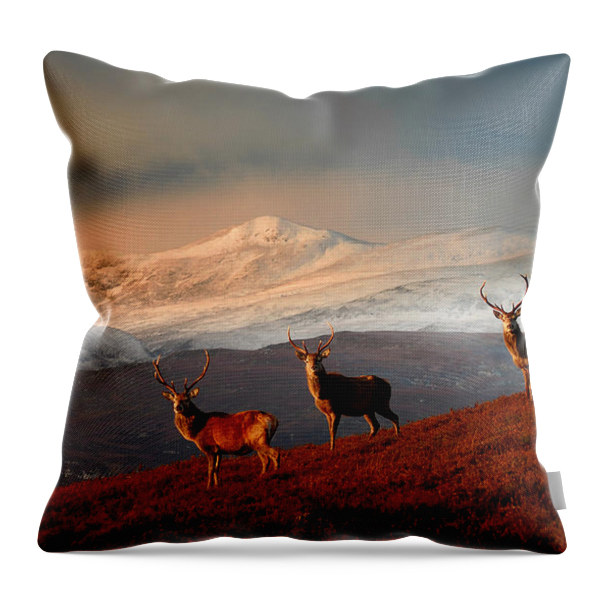 Stag Throw Pillow featuring the photograph Stags at Strathglass by Gavin Macrae