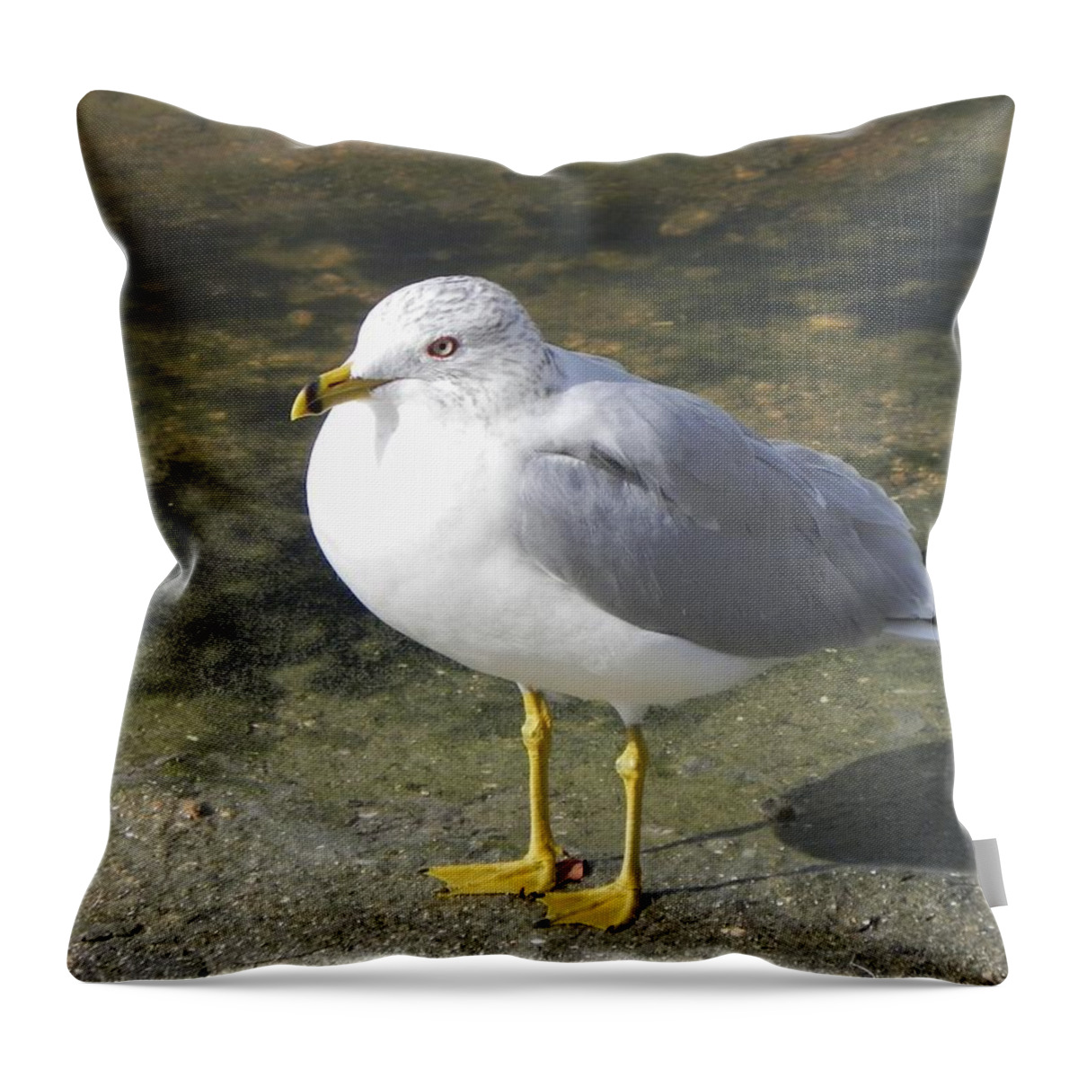 Bird Throw Pillow featuring the photograph Standing Guard by Cynthia N Couch