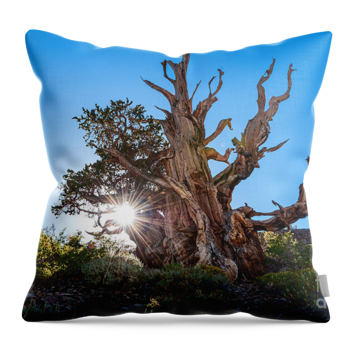 Ancient Bristlecone Pine Forest Throw Pillow featuring the photograph Standing Strong - Sun burst view of the Ancient Bristlecone Pine Forest. by Jamie Pham