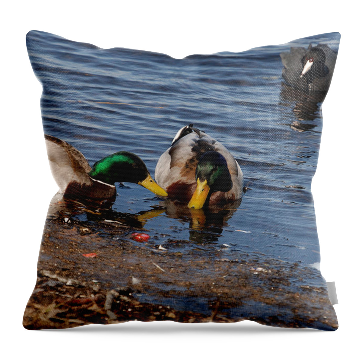 Waterfowl Throw Pillow featuring the photograph STANDOFF No.2 by Janice Adomeit