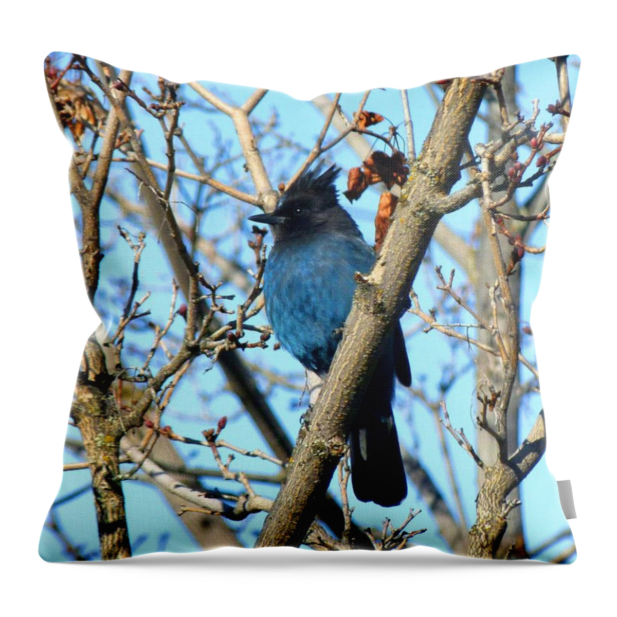 Steller's Jay In Winter Throw Pillow featuring the photograph Steller's Jay In Winter by Will Borden