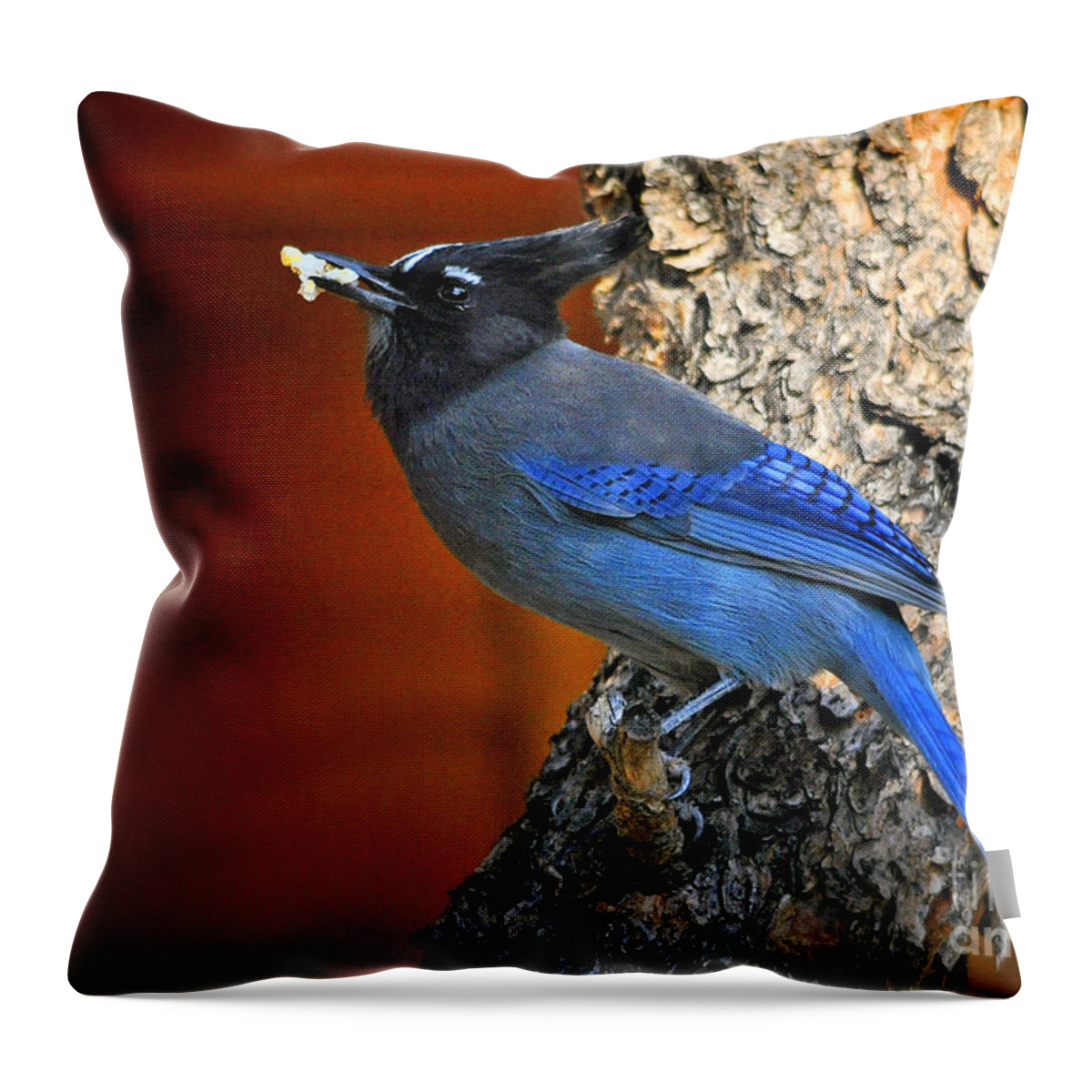 Nature Throw Pillow featuring the photograph Steller's Jay in Colorado by Nava Thompson