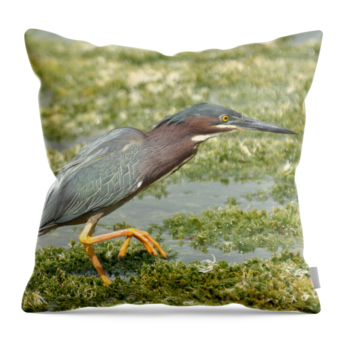 Green Throw Pillow featuring the photograph Still Looking by Frank Madia