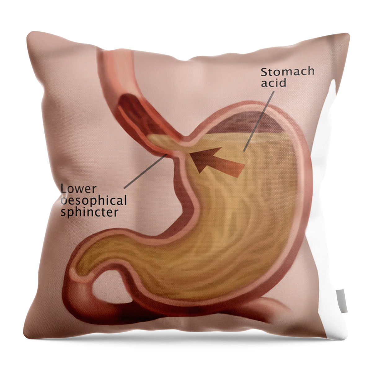Art Throw Pillow featuring the photograph Stomach Acid Reflux by Spencer Sutton
