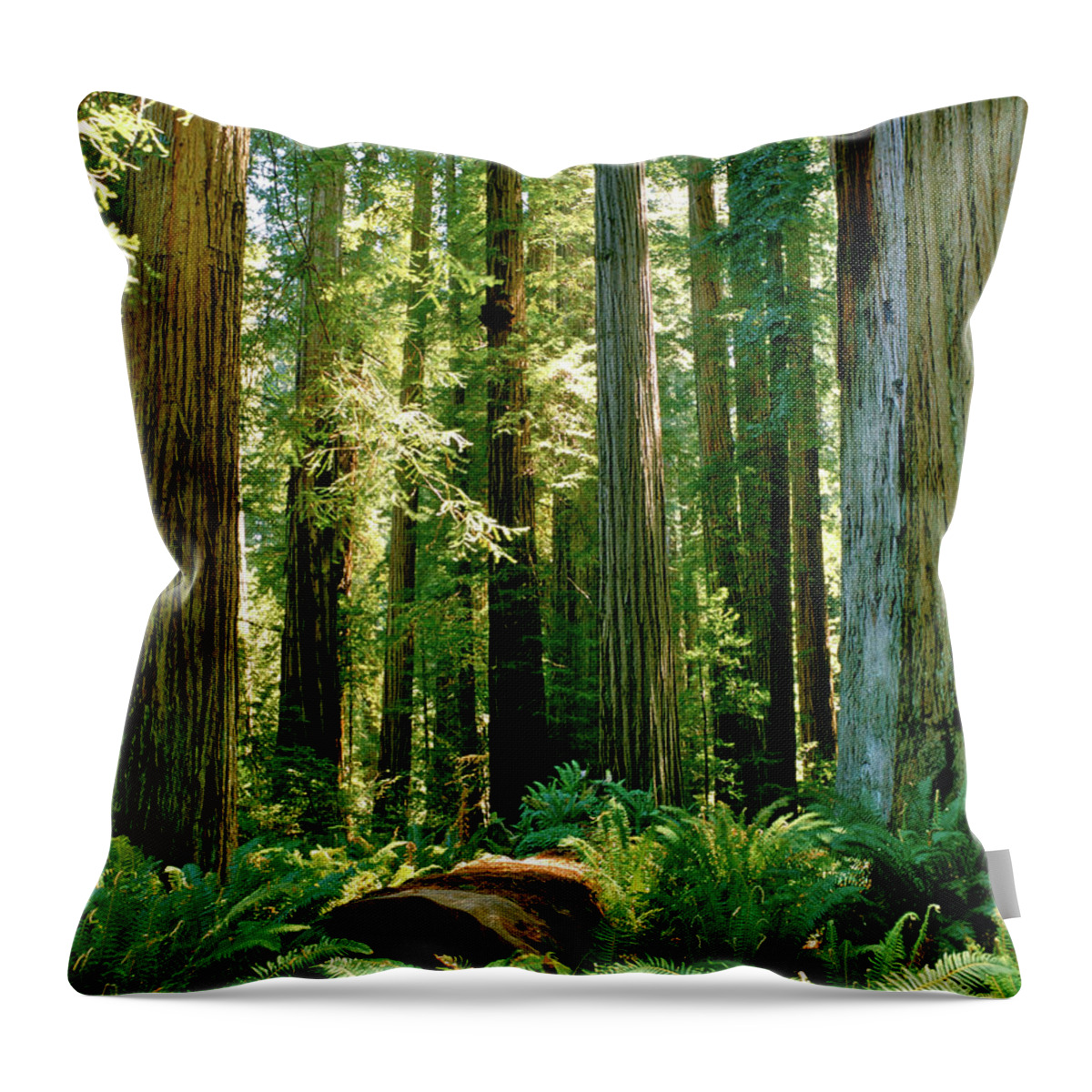 Stout Grove Throw Pillow featuring the photograph Stout Grove Coastal Redwoods by Ed Riche