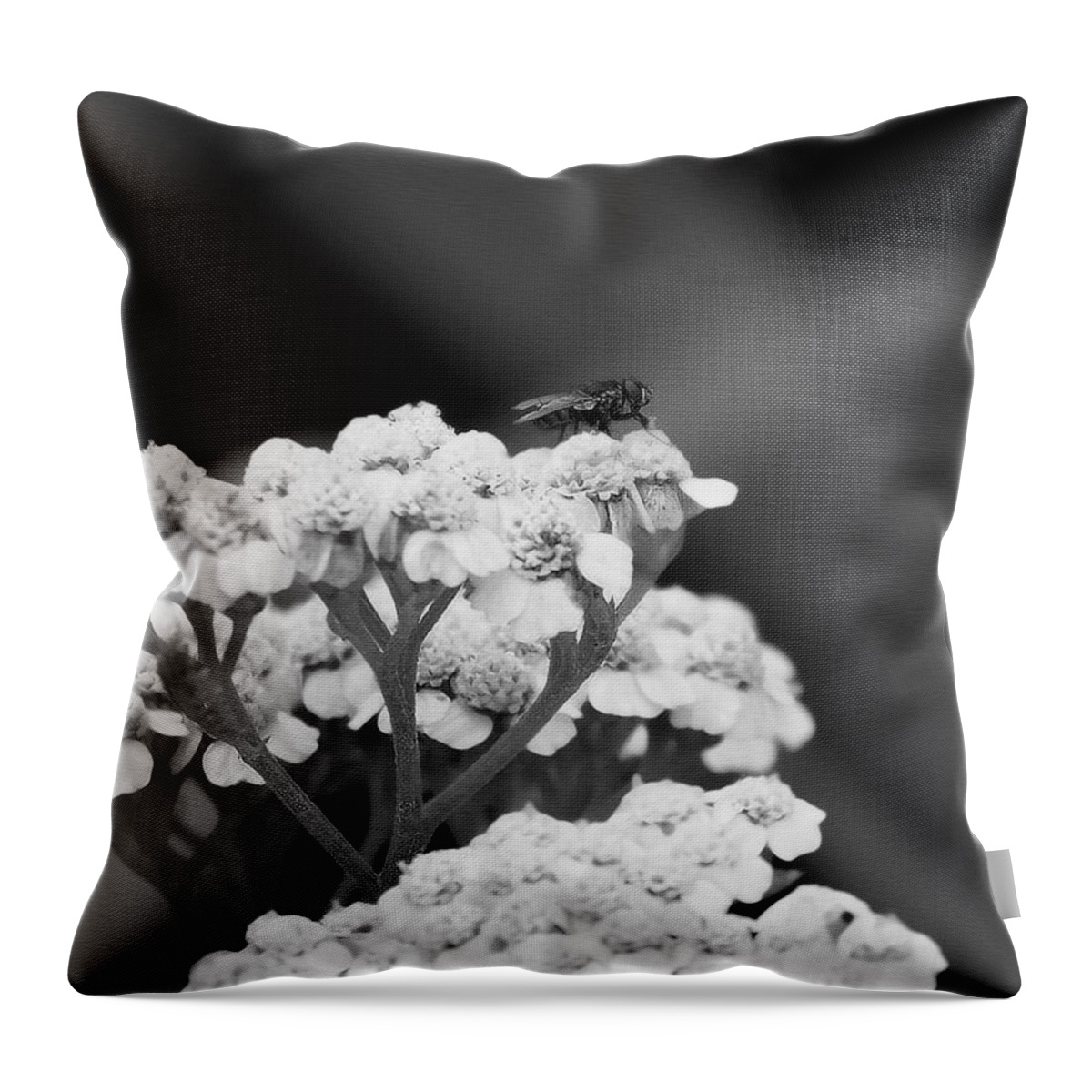 Fly Throw Pillow featuring the photograph Strange Beauty by Marysue Ryan
