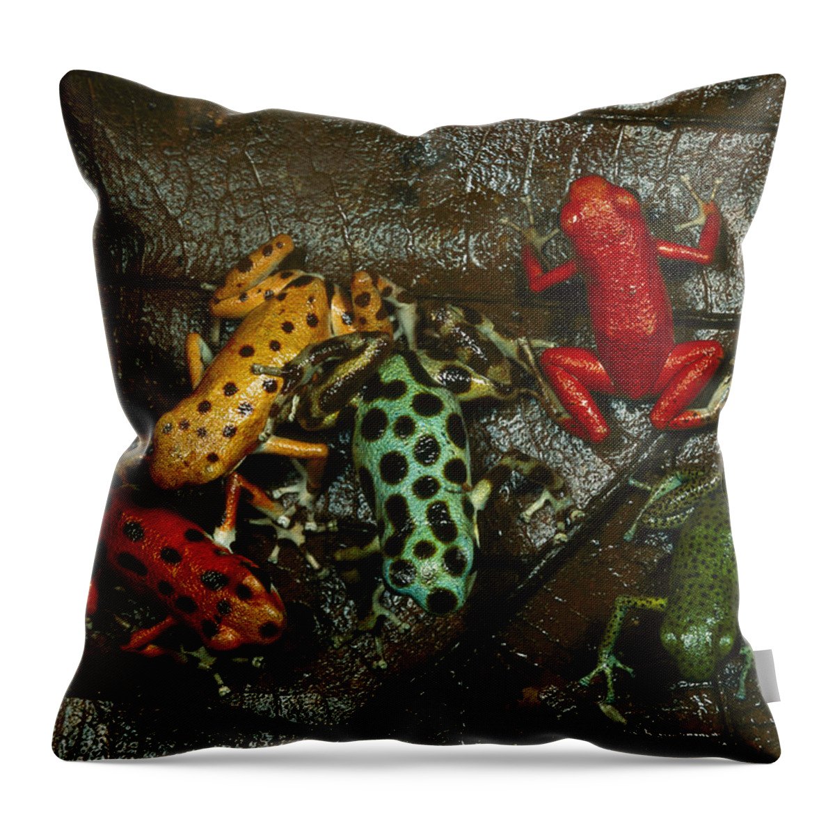 Feb0514 Throw Pillow featuring the photograph Strawberry Poison Dart Frog Colors by Mark Moffett
