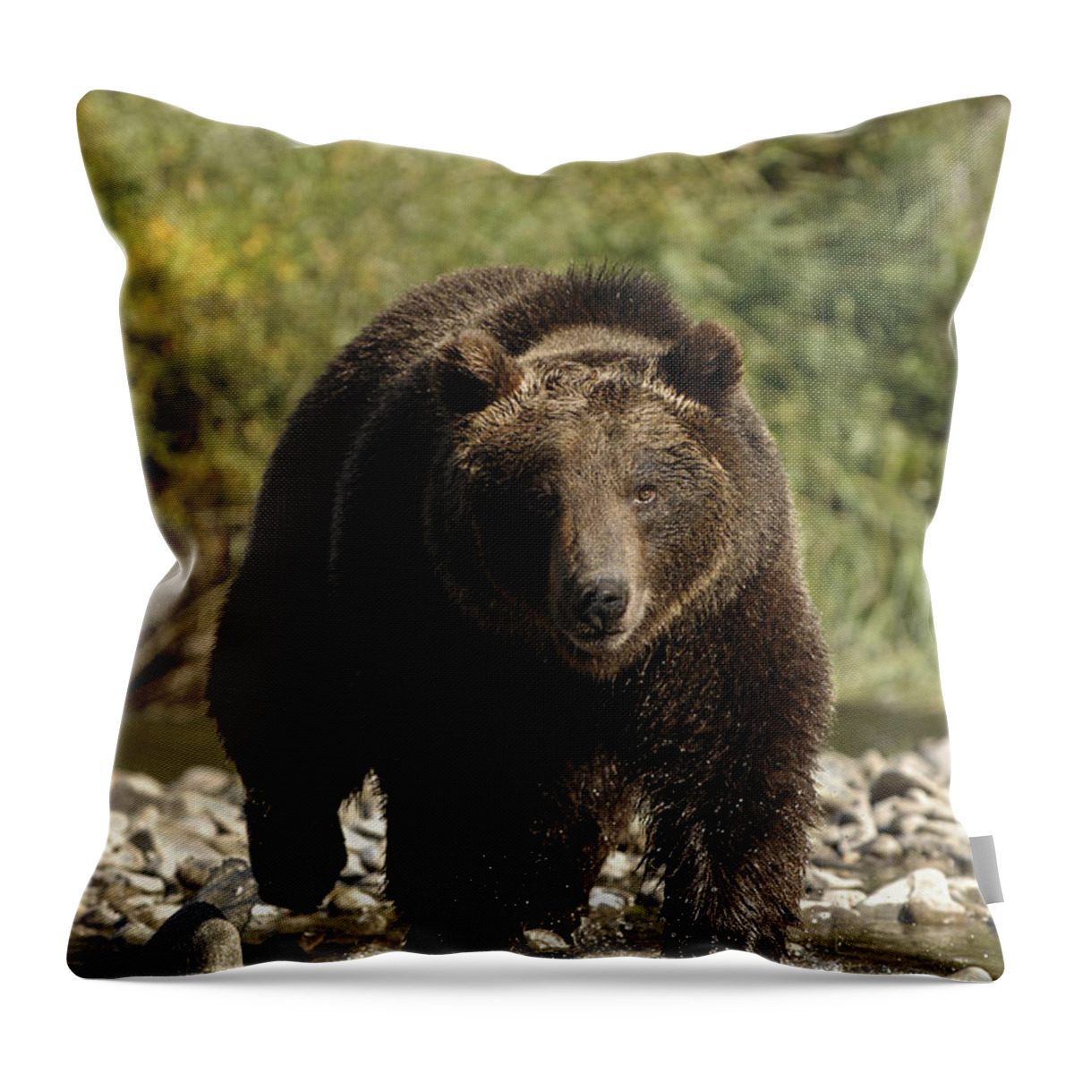 Grizzly Bear Throw Pillow featuring the photograph Grizzly Bear - Streaming by Wildlife Fine Art