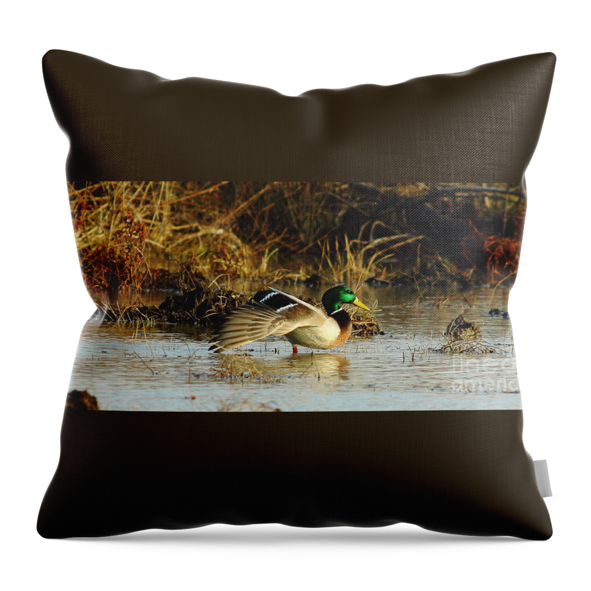 Animal Throw Pillow featuring the photograph Stretching Mallard Drake by Robert Frederick