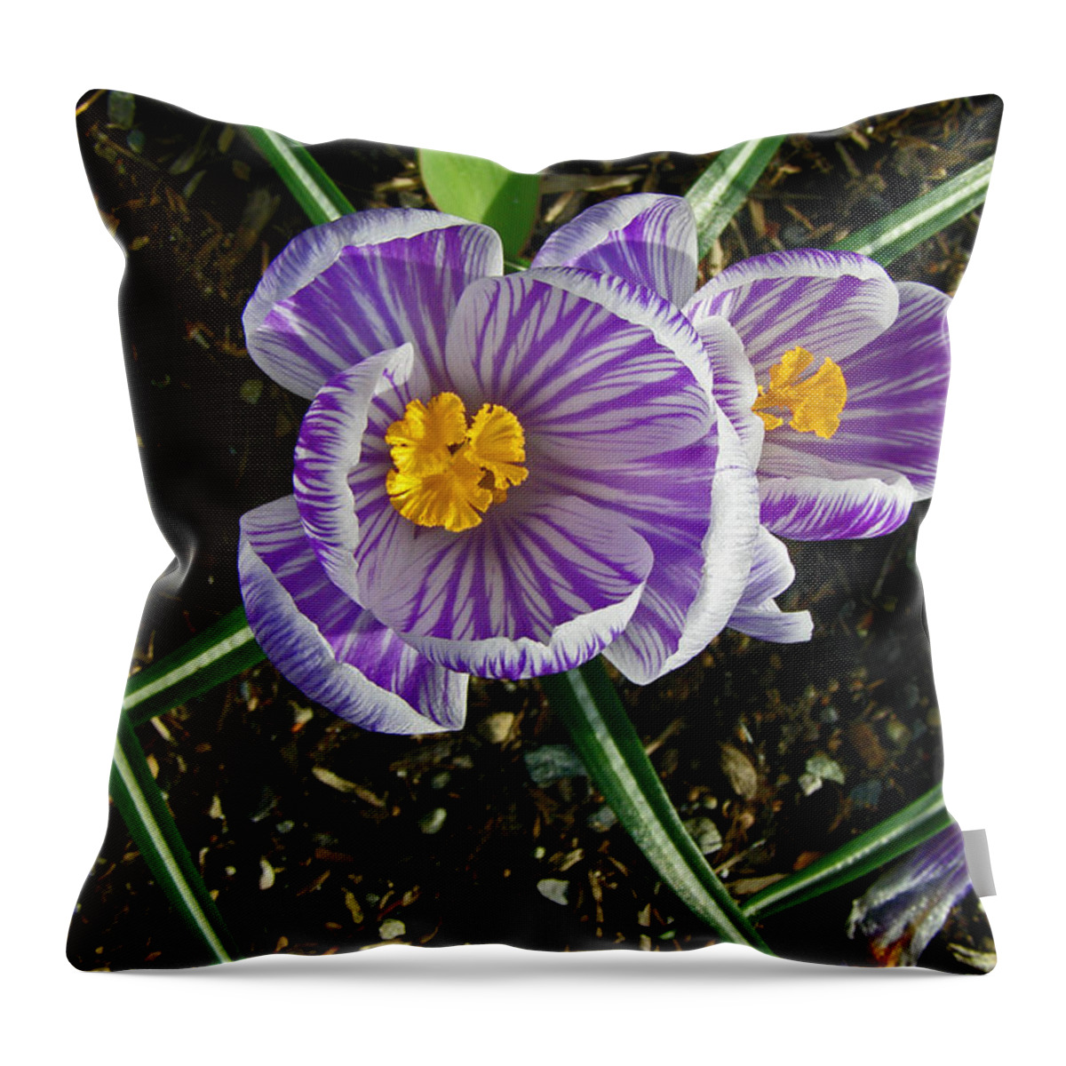 Crocus Throw Pillow featuring the photograph Striped Crocus by Tikvah's Hope