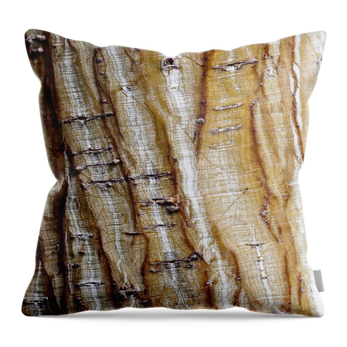 Arboretum Throw Pillow featuring the photograph Striped maple by Steven Ralser