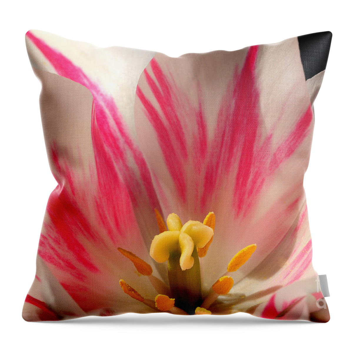 Nature Throw Pillow featuring the photograph Striped Tulip by Olivia Hardwicke