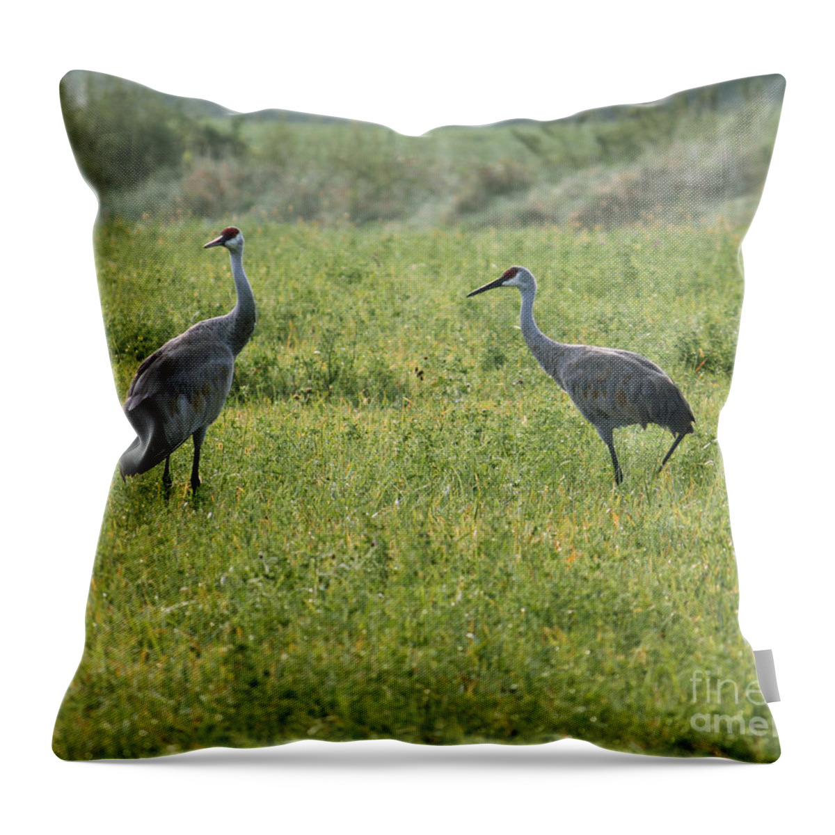Sandhill Crane Throw Pillow featuring the photograph Strolling Cranes by Debbie Hart