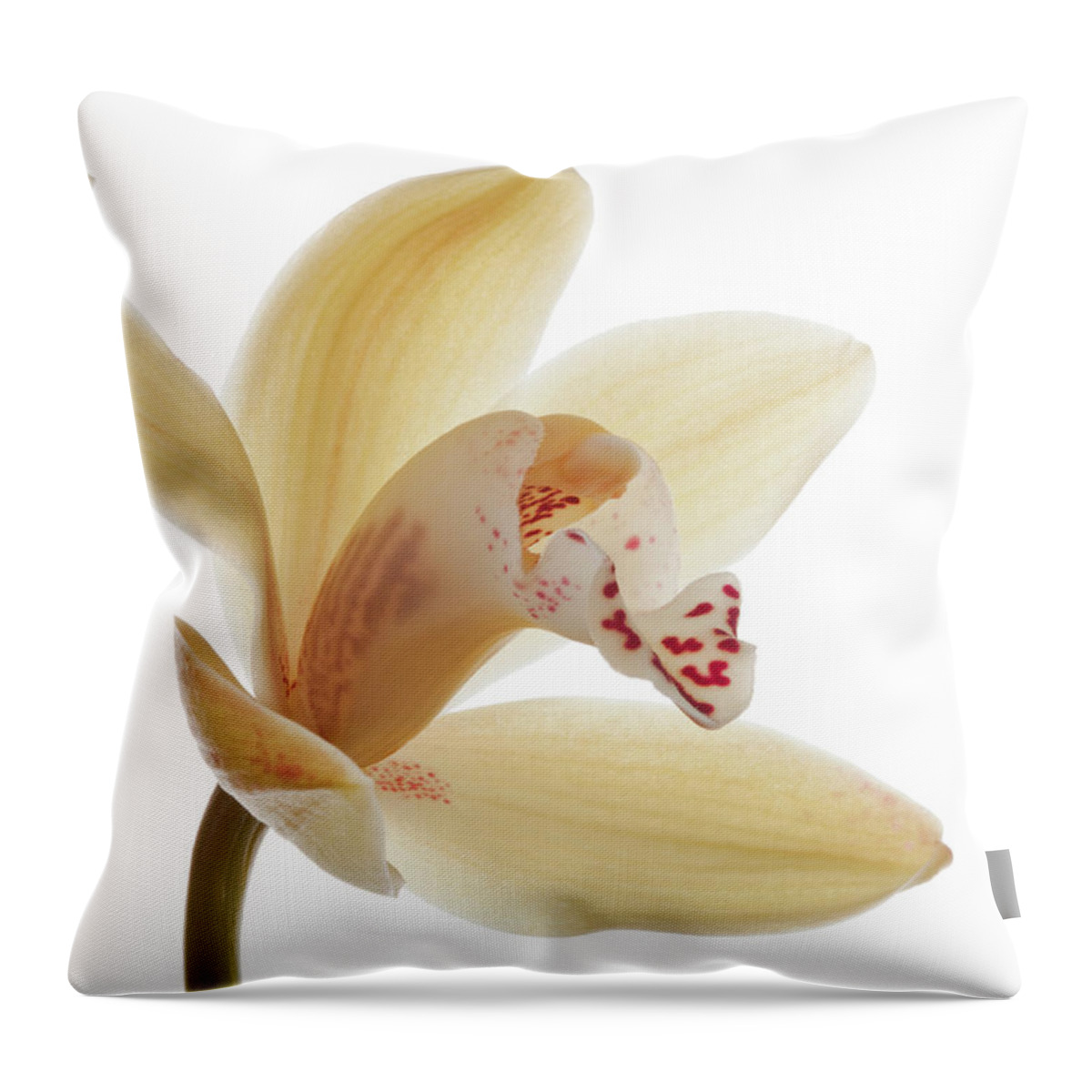 White Background Throw Pillow featuring the photograph Studio Shot Of Single Bloom Of by Margaret Rowe