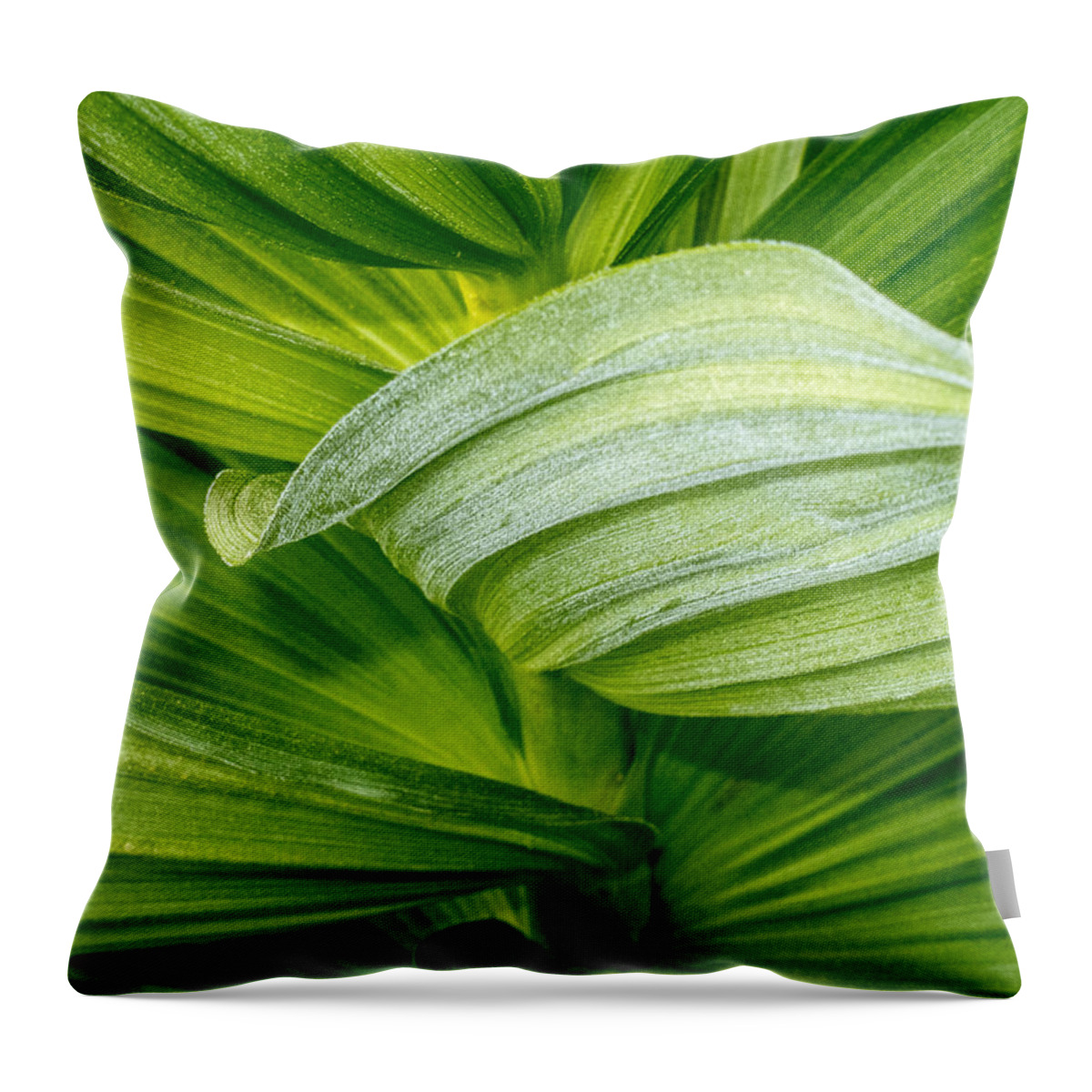 Crane Flat Throw Pillow featuring the photograph Study in Green by Susan Eileen Evans