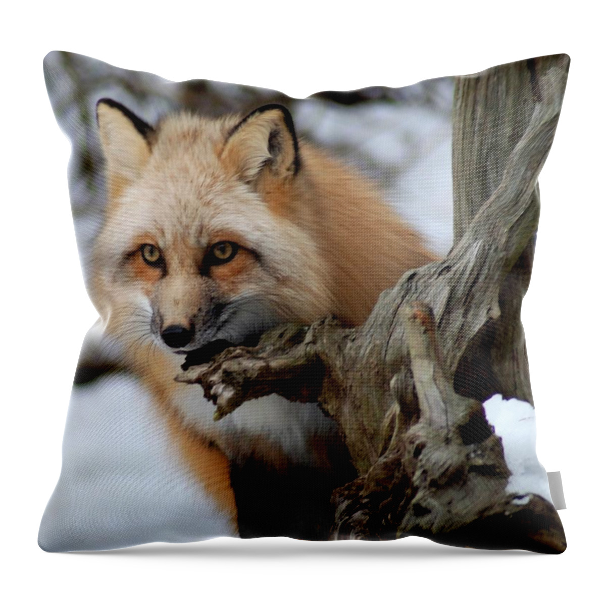 Fox Throw Pillow featuring the photograph Stunning Sierra by Richard Bryce and Family