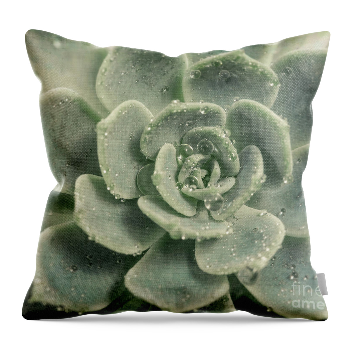 Succulent Throw Pillow featuring the photograph Succulent by Lucid Mood