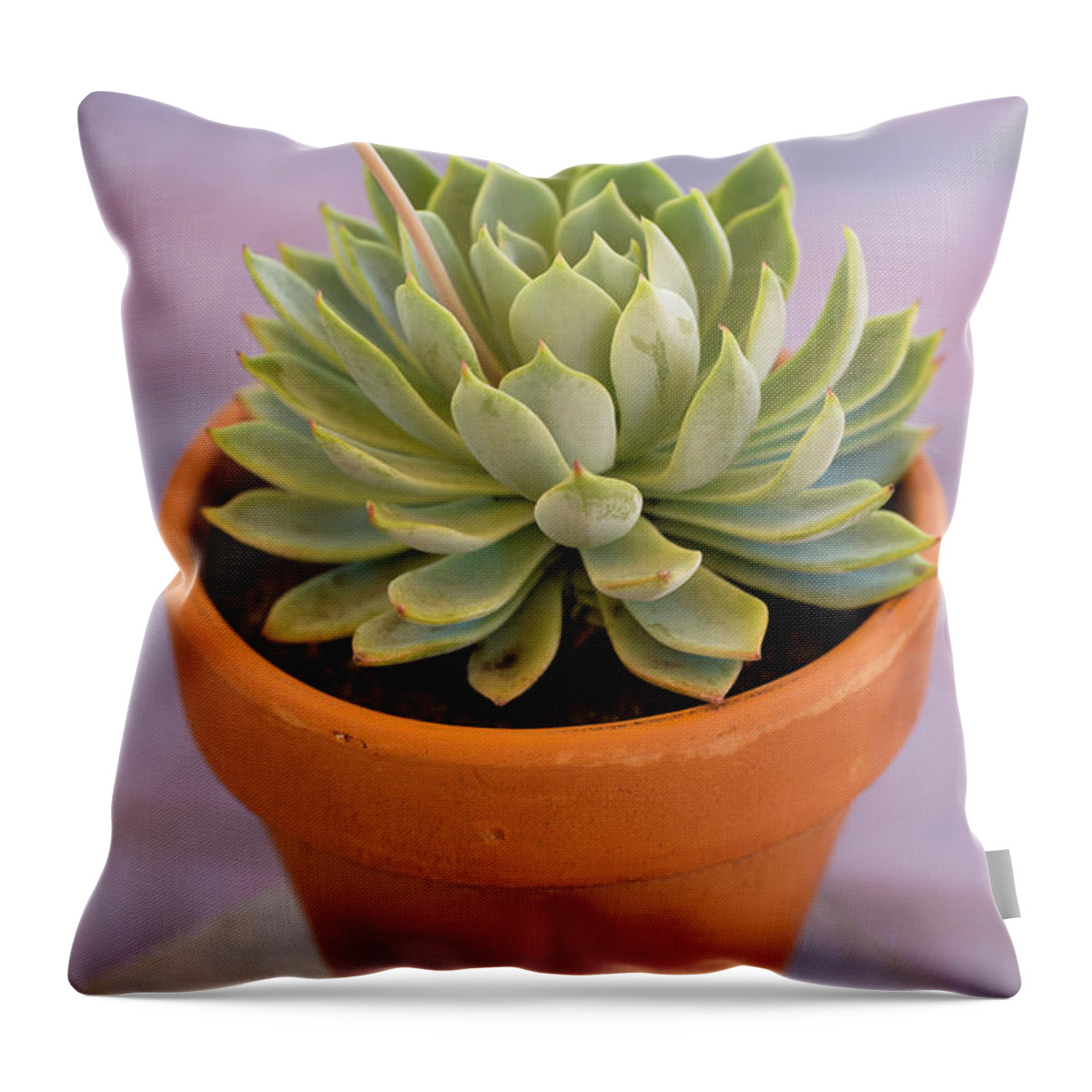 Cactus Throw Pillow featuring the photograph Succulent Plant In Clay Pot by Dlerick
