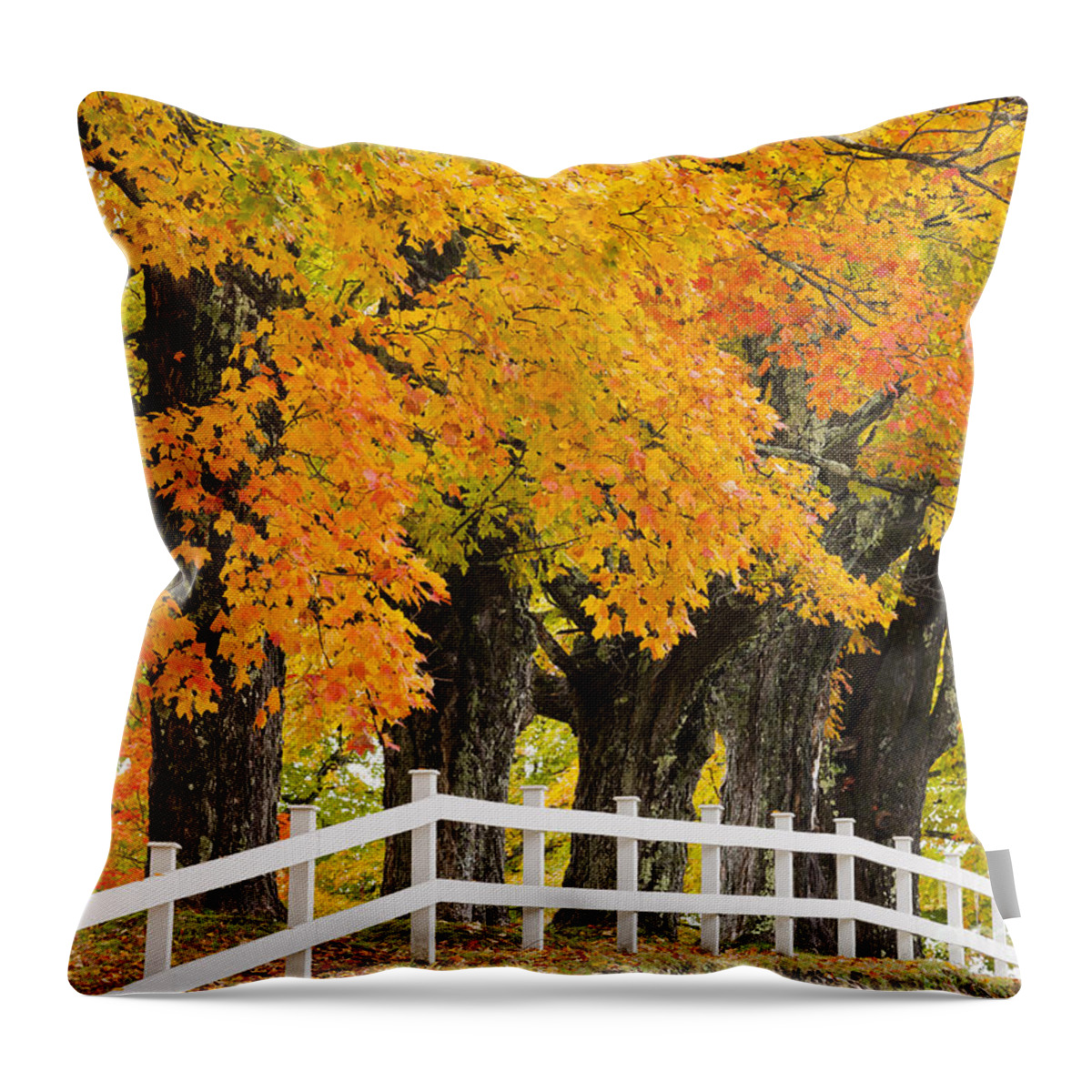 Fall Throw Pillow featuring the photograph Sugar Maple Color by Alan L Graham