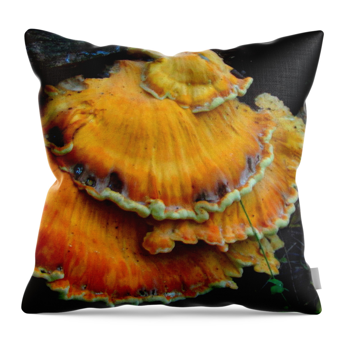 Polypore Images Bracket Mushroom Images Sulphur Shelf Prints Chicken Of The Woods Prints Edible Mushroom Pics Survival Skills Biodiversity Orange Shelf Fungi Images Nature Oldgrowth Forest Conservation Forest Ecology Throw Pillow featuring the photograph Sulphur Shelf by Joshua Bales