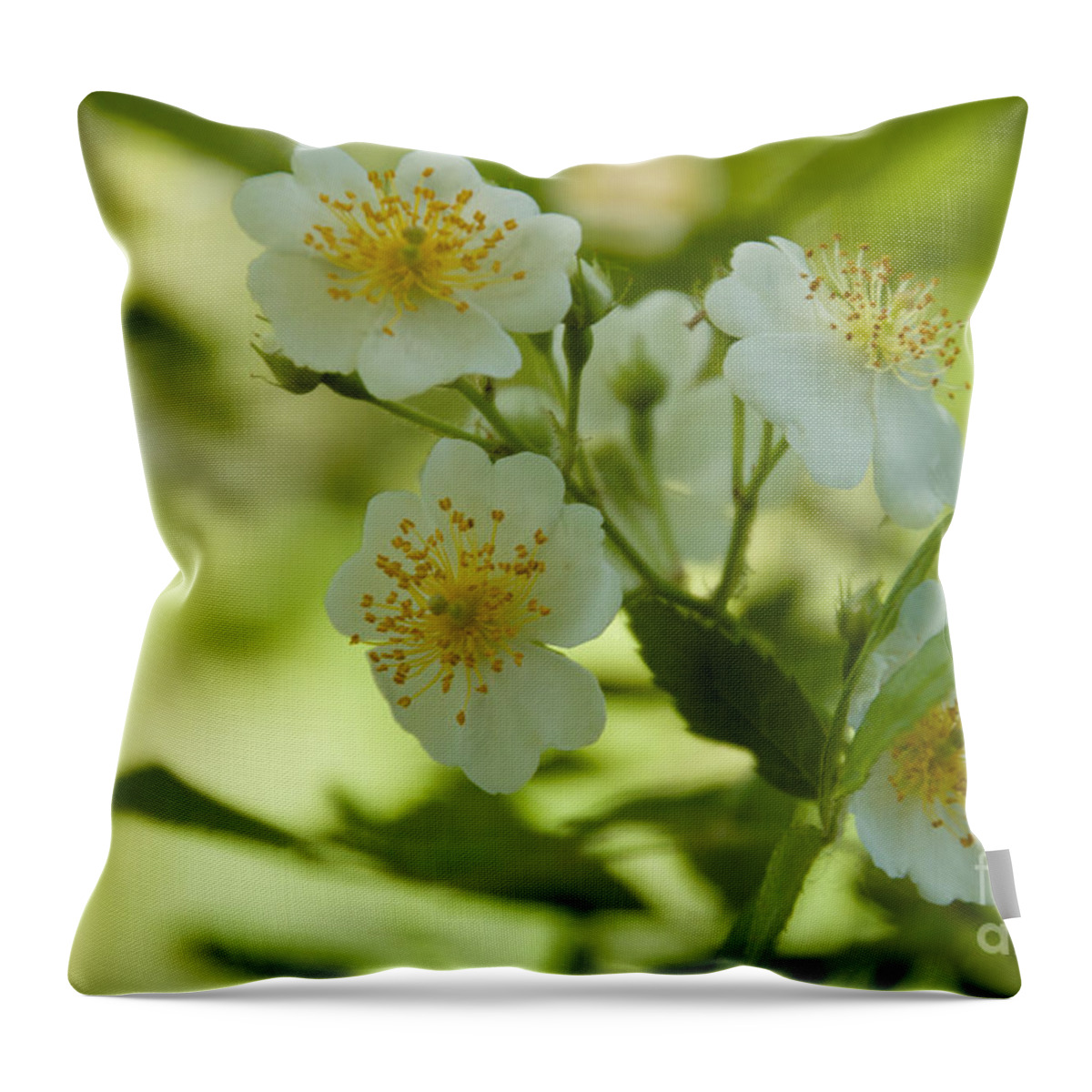 White Throw Pillow featuring the photograph Summer Flower by William Norton