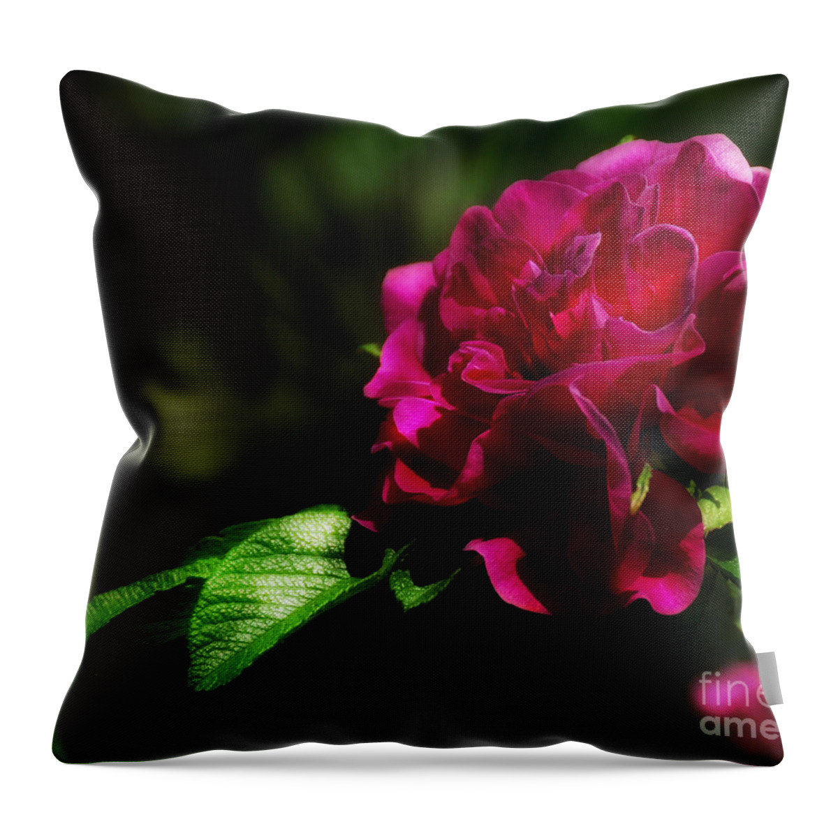 Flowers Throw Pillow featuring the photograph Summer Rose by Elaine Manley