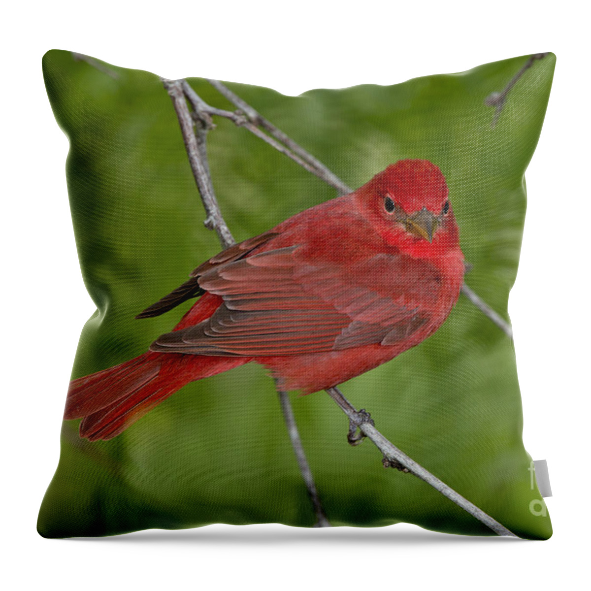 Summer Tanager Throw Pillow featuring the photograph Summer Tanager Male by Anthony Mercieca