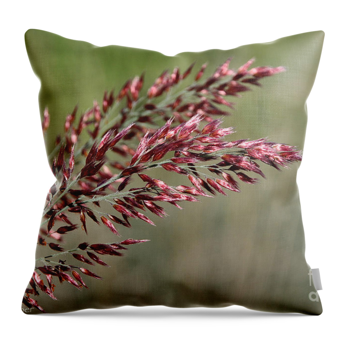 Flower Throw Pillow featuring the photograph Summer's Nearing An End by Susan Herber