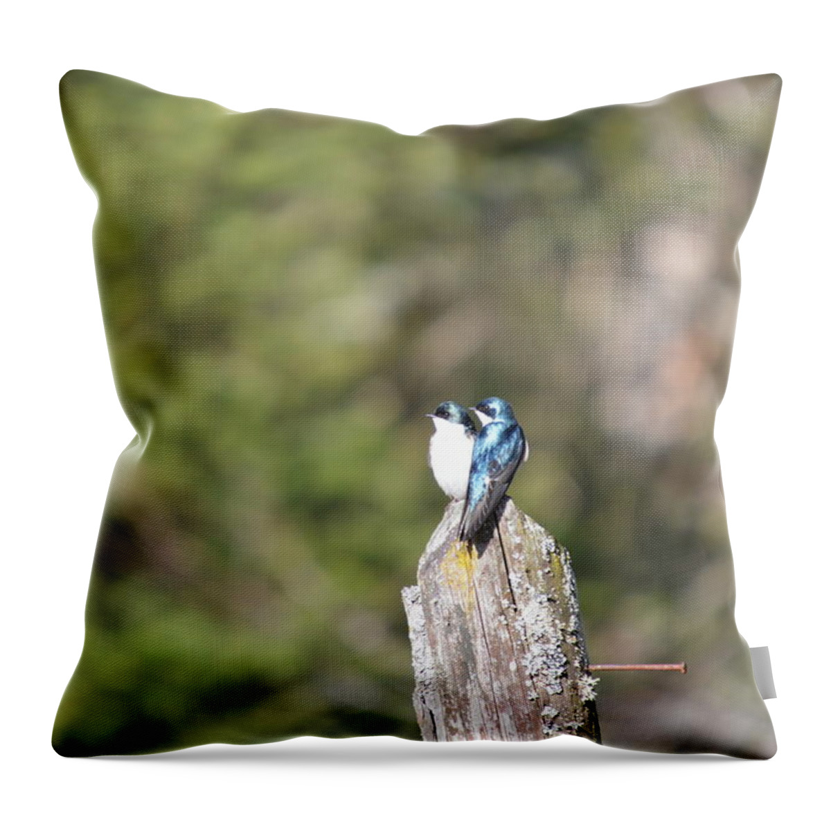 Tree Swallow Throw Pillow featuring the photograph Sun Break by Thomas Phillips