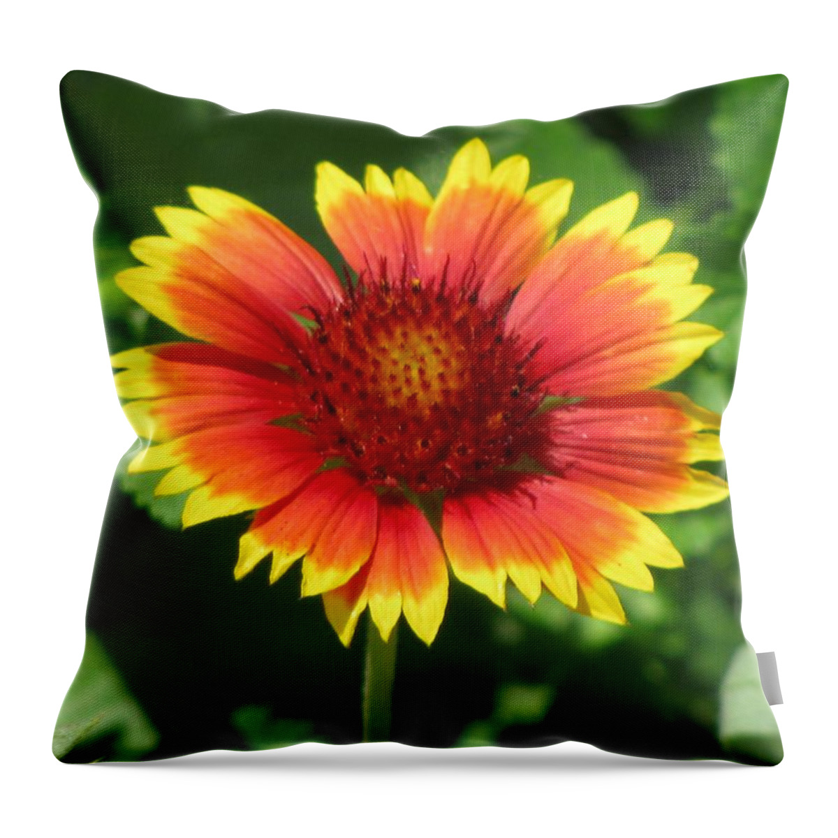 Flower Throw Pillow featuring the photograph Sunburst 03 by Pamela Critchlow