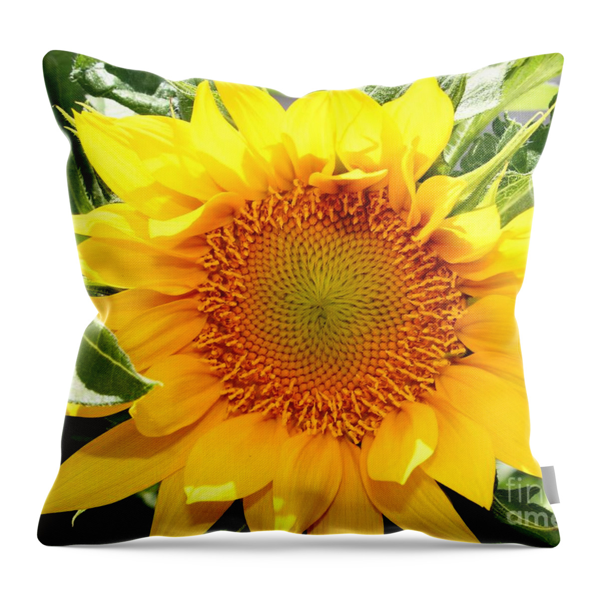 Sunflower Throw Pillow featuring the photograph Sunburst Of Yellow by Judy Palkimas