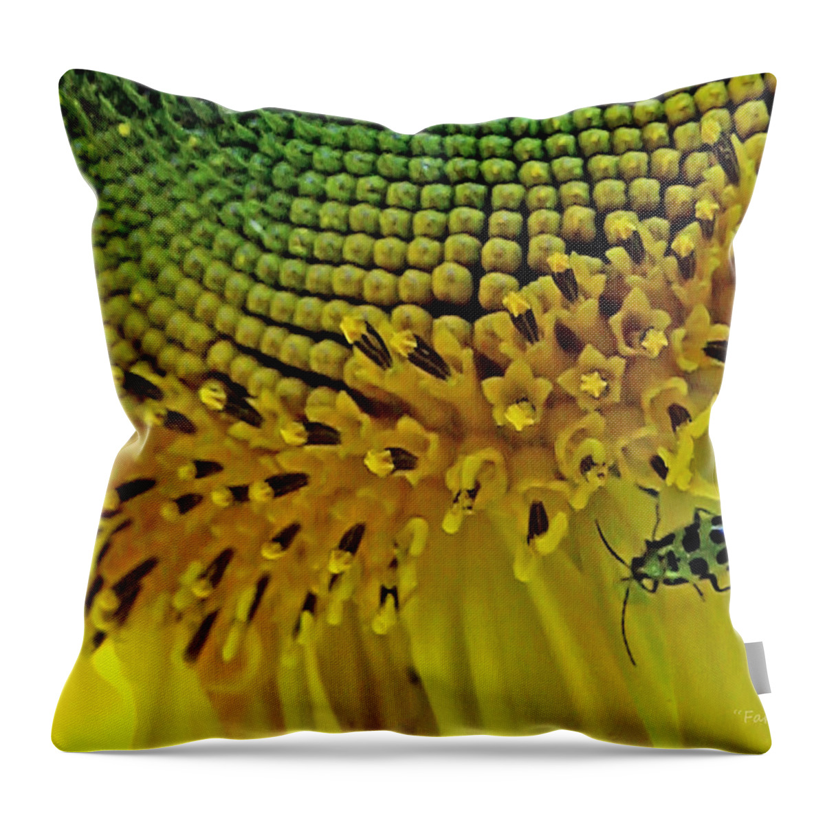 Sunflowers Throw Pillow featuring the photograph Sunflower and Beetle by Harold Zimmer