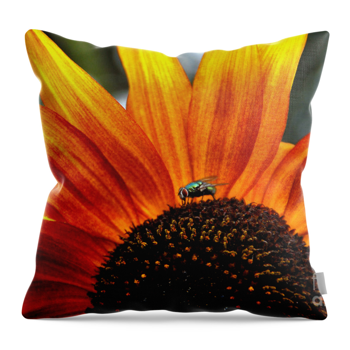 Sunflower Throw Pillow featuring the photograph Sunflower and Fly by Andrea Kollo