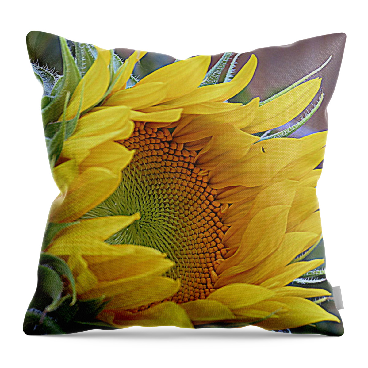 Wisconsin Throw Pillow featuring the photograph Sunflower Awakening by Kay Novy