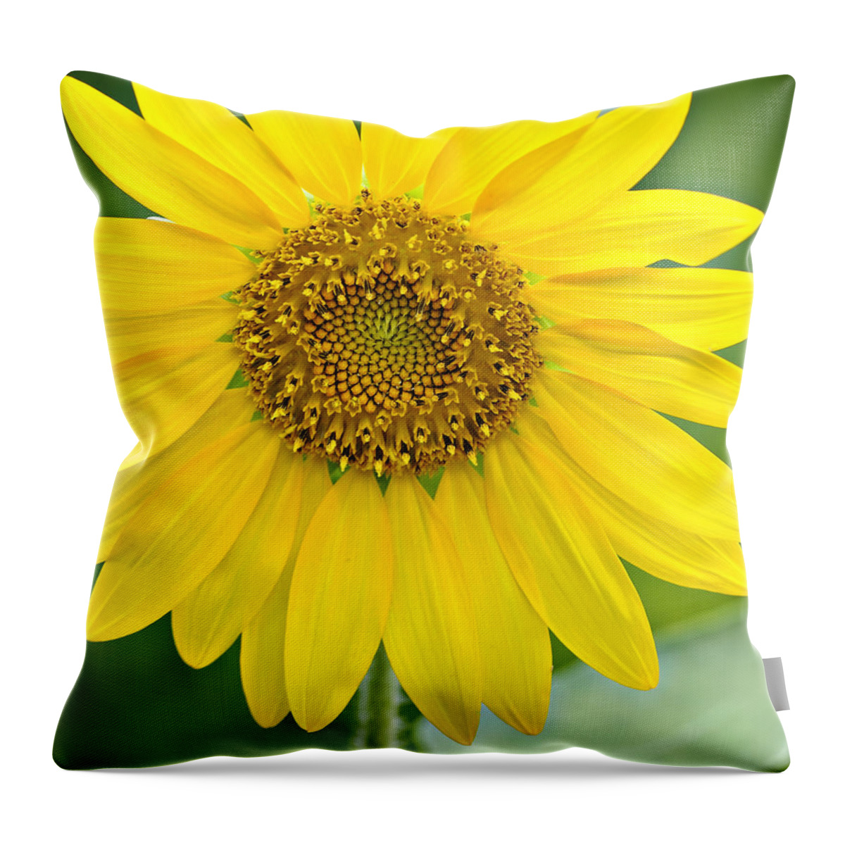 Sunflower Throw Pillow featuring the photograph Sunflower Power by Carol Eade