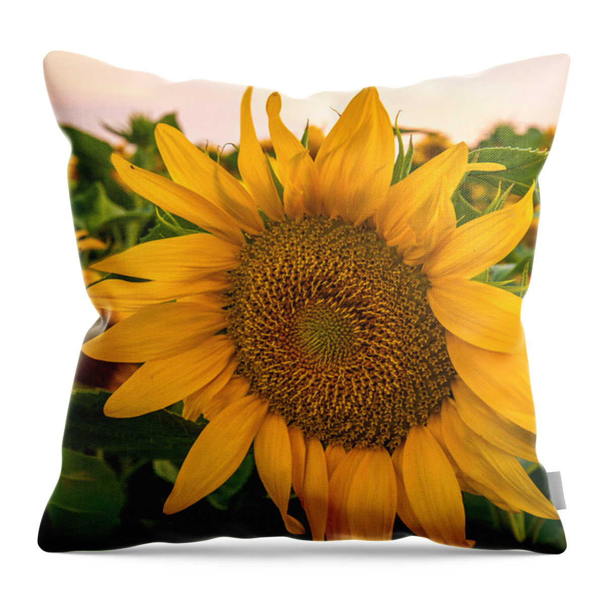 Sunflowers Throw Pillow featuring the photograph Sunflowers by Janet Kopper