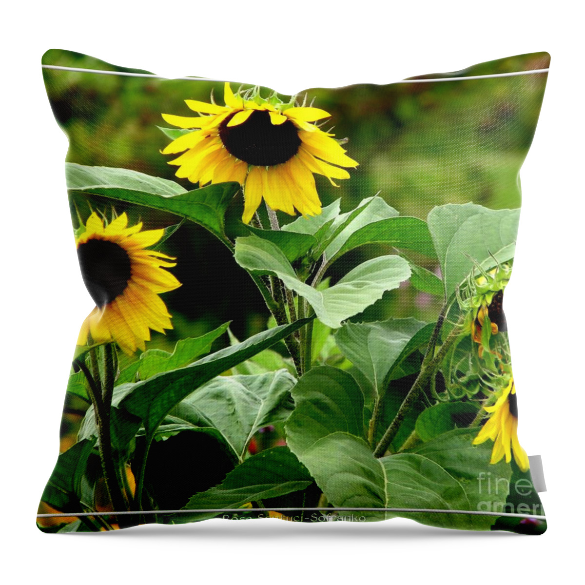 Sunflowers Throw Pillow featuring the photograph Sunflowers by Rose Santuci-Sofranko