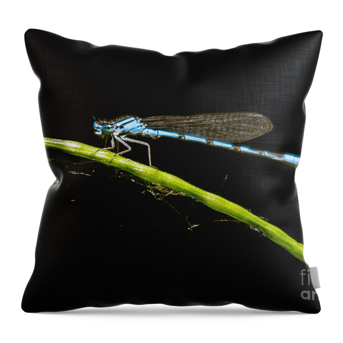 Ontario Throw Pillow featuring the photograph Sunlit Blue Beauty by Cheryl Baxter